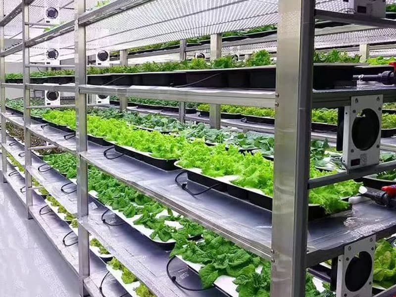 麻豆成人影院在线室净化