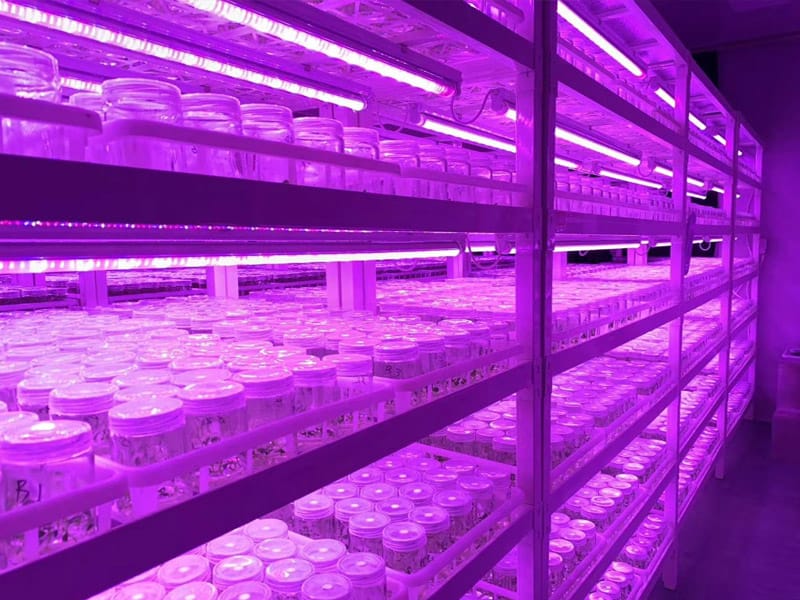 插扣式麻豆成人影院在线架