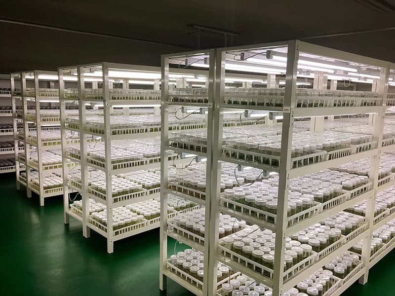 带麻豆成人影院在线筐培养架