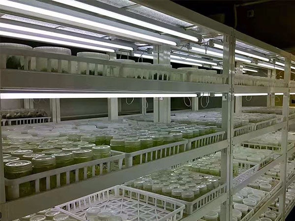 麻豆免费看黄色网站LED麻豆成人影院在线架产品