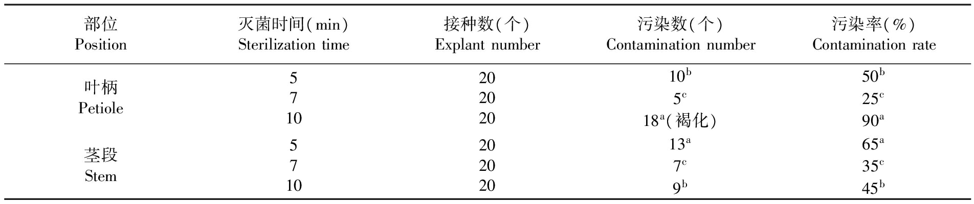 金钻蔓绿绒的麻豆成人影院在线苗繁殖生产技术研究
