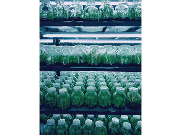 化学消毒剂在植物麻豆成人影院在线中的应用