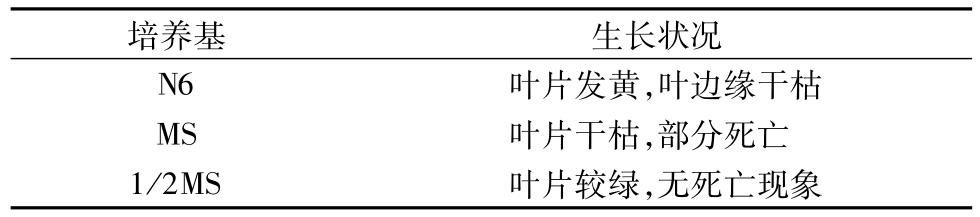 芦苇麻豆成人影院在线快繁技术的研究