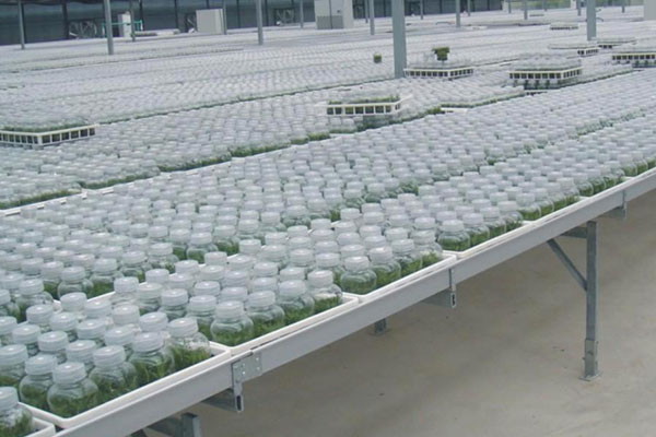 麻豆成人影院在线室培养的类型以及特点有哪些