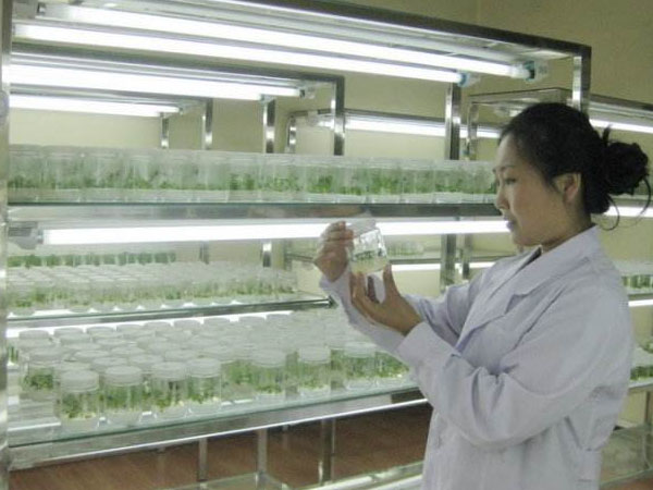 我国榉树麻豆成人影院在线快繁研究现状与发展趋势