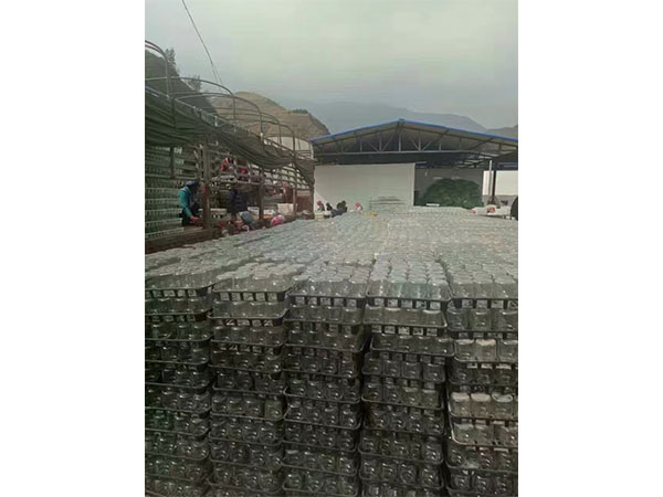 多花黄精根茎芽高效麻豆成人影院在线的试验材料与方法