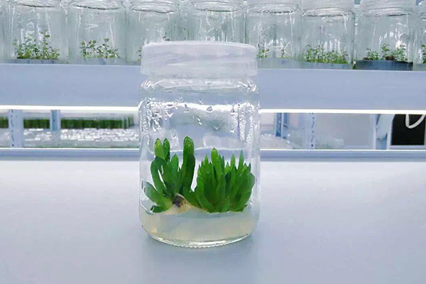 植物麻豆成人影院在线的条件有哪些