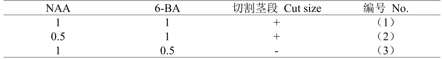 铁皮石斛麻豆成人影院在线体系的建立