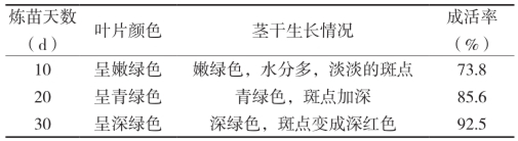 铁皮石斛麻豆成人影院在线苗驯化技术研究