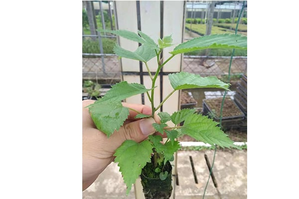 构树的价值及其麻豆成人影院在线方法