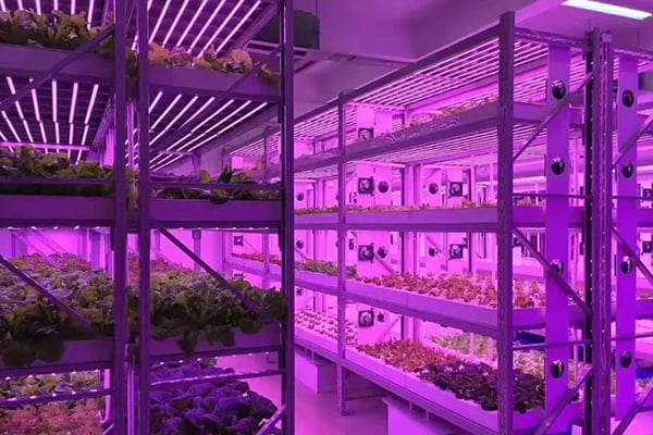 麻豆成人影院在线光照的需求指标