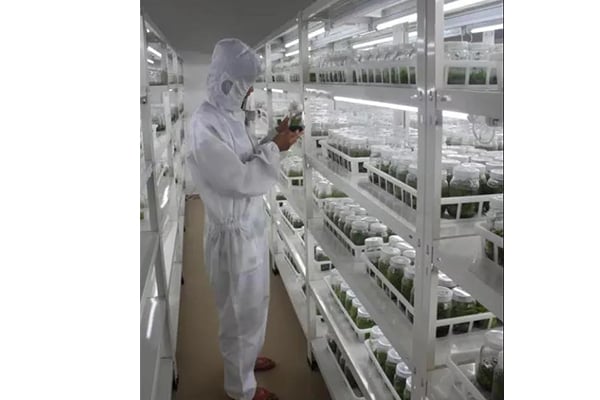 哪些因素影响木本植物的麻豆成人影院在线技术