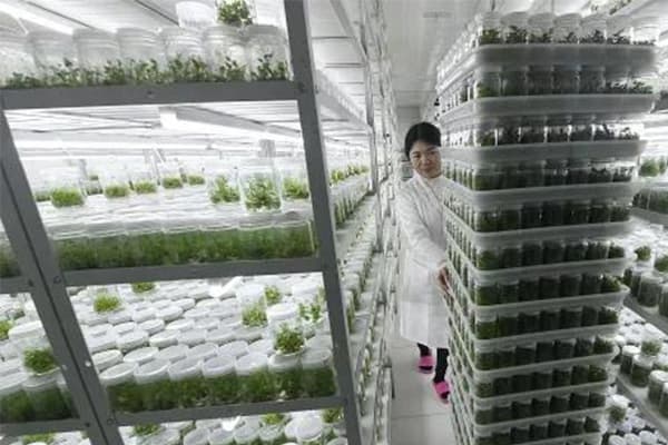 植物麻豆成人影院在线培养室基本原理