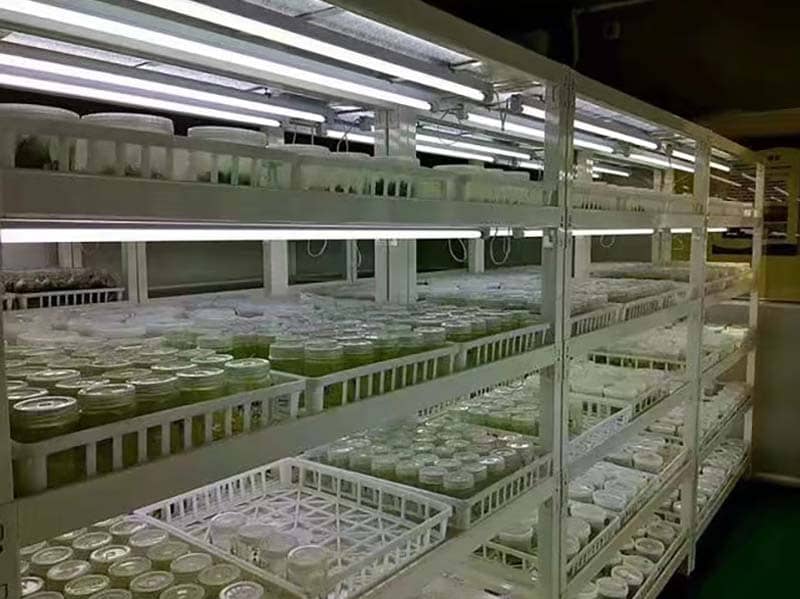 培养架、麻豆成人影院在线架、光照培养架