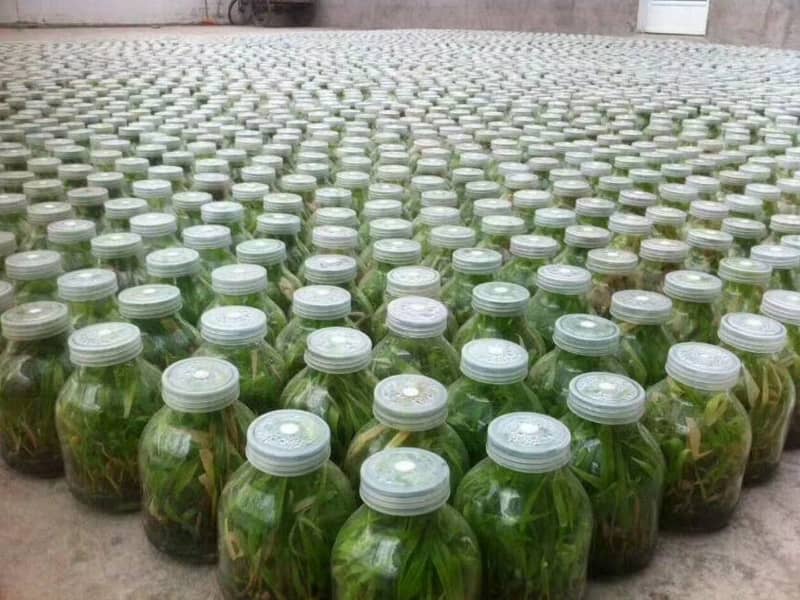 麻豆成人影院在线瓶