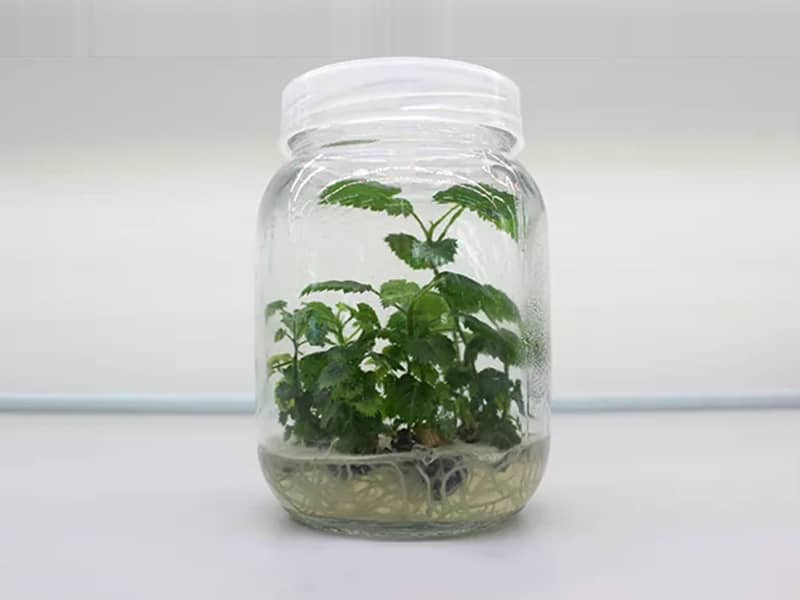 麻豆成人影院在线瓶