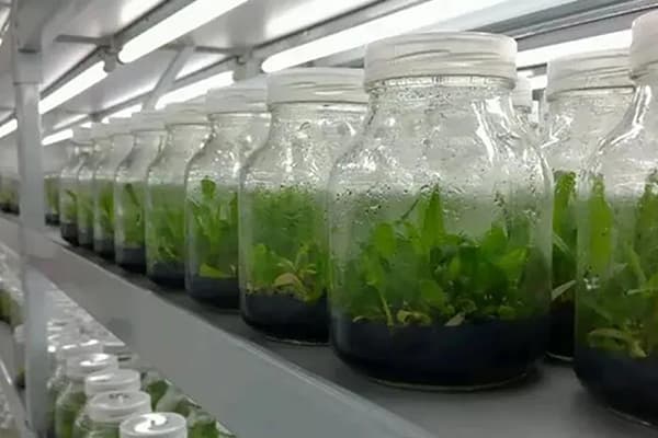 麻豆成人影院在线设备根据不同植物添加不同元素