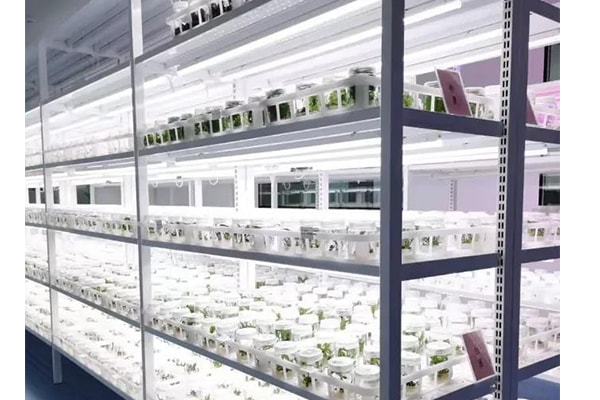 麻豆成人影院在线苗瘦弱、徒长原因以及应对措施