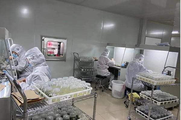 麻豆成人影院在线