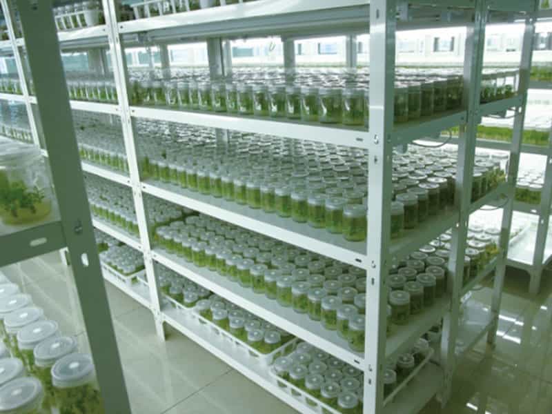 麻豆成人影院在线设备厂家麻豆免费看黄色网站讲解原生质体的应用