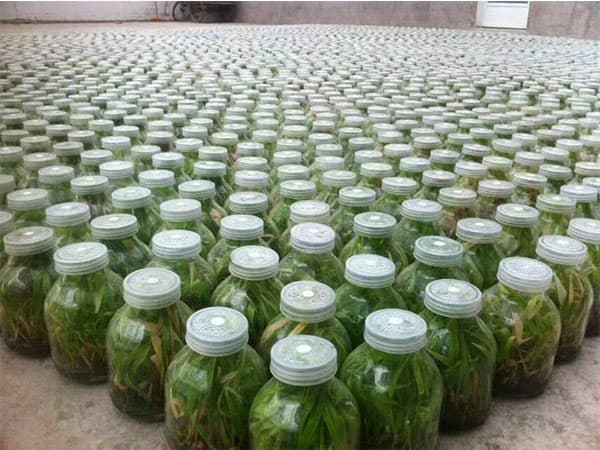 麻豆成人影院在线瓶高效消毒剂S105使用说明书