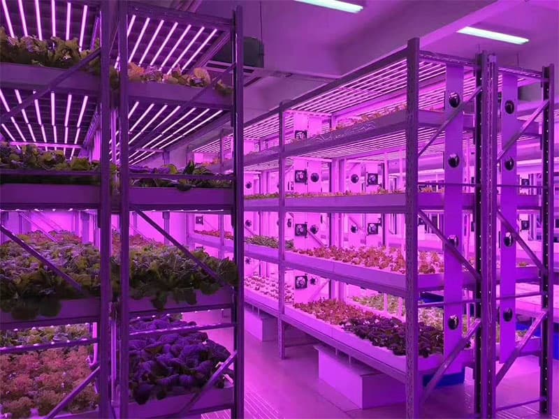 植物组织培养的条件，快来看看吧!