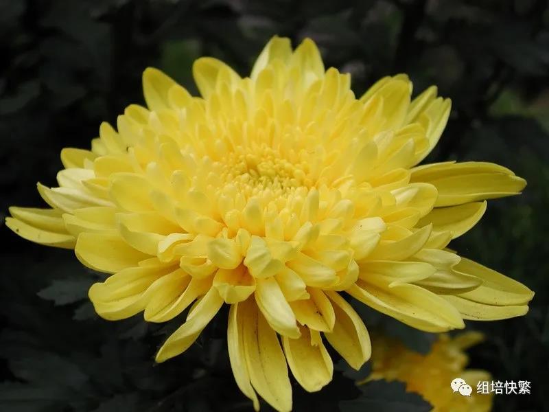 菊花的麻豆成人影院在线