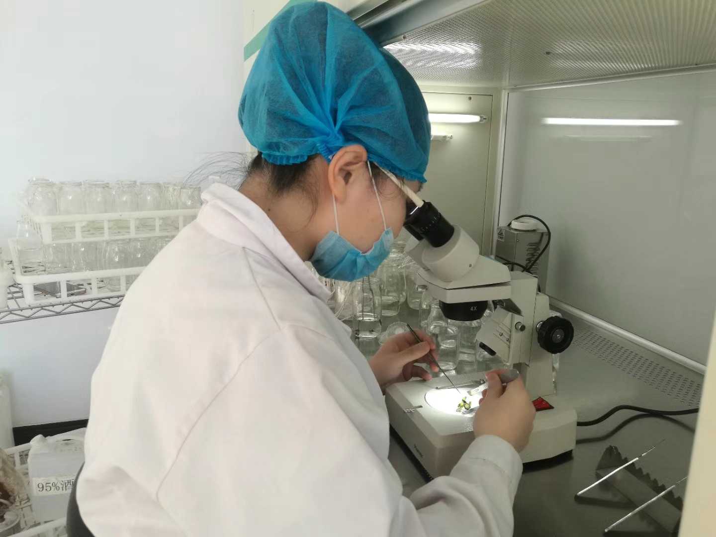 麻豆成人影院在线苗，麻豆成人影院在线，组织培养