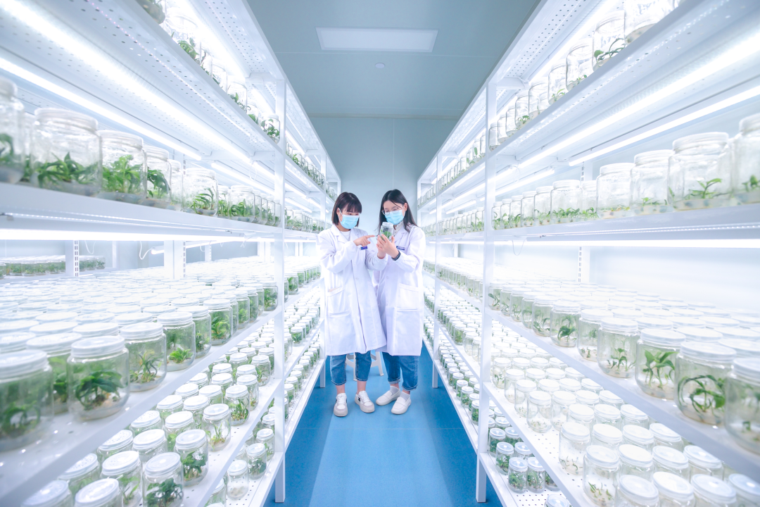 麻豆成人影院在线架，培养架，光照培养架