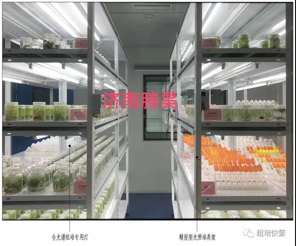 组织培养常遇到的问题-麻豆成人影院在线
