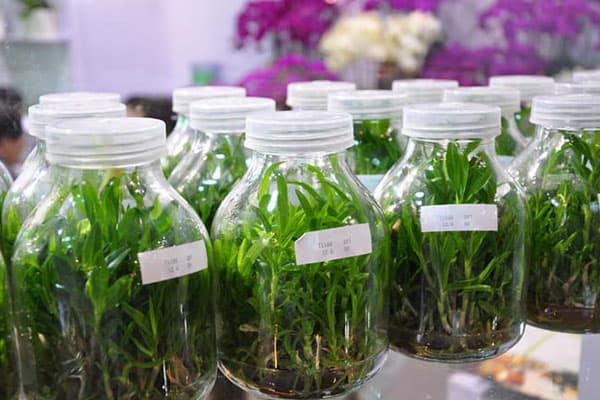 麻豆成人影院在线瓶厂家为您解答育苗移栽难以成活的原因有哪些