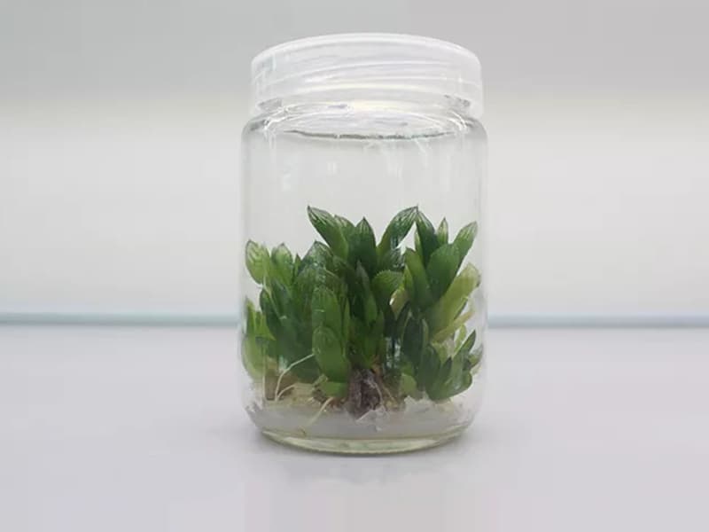麻豆成人影院在线瓶